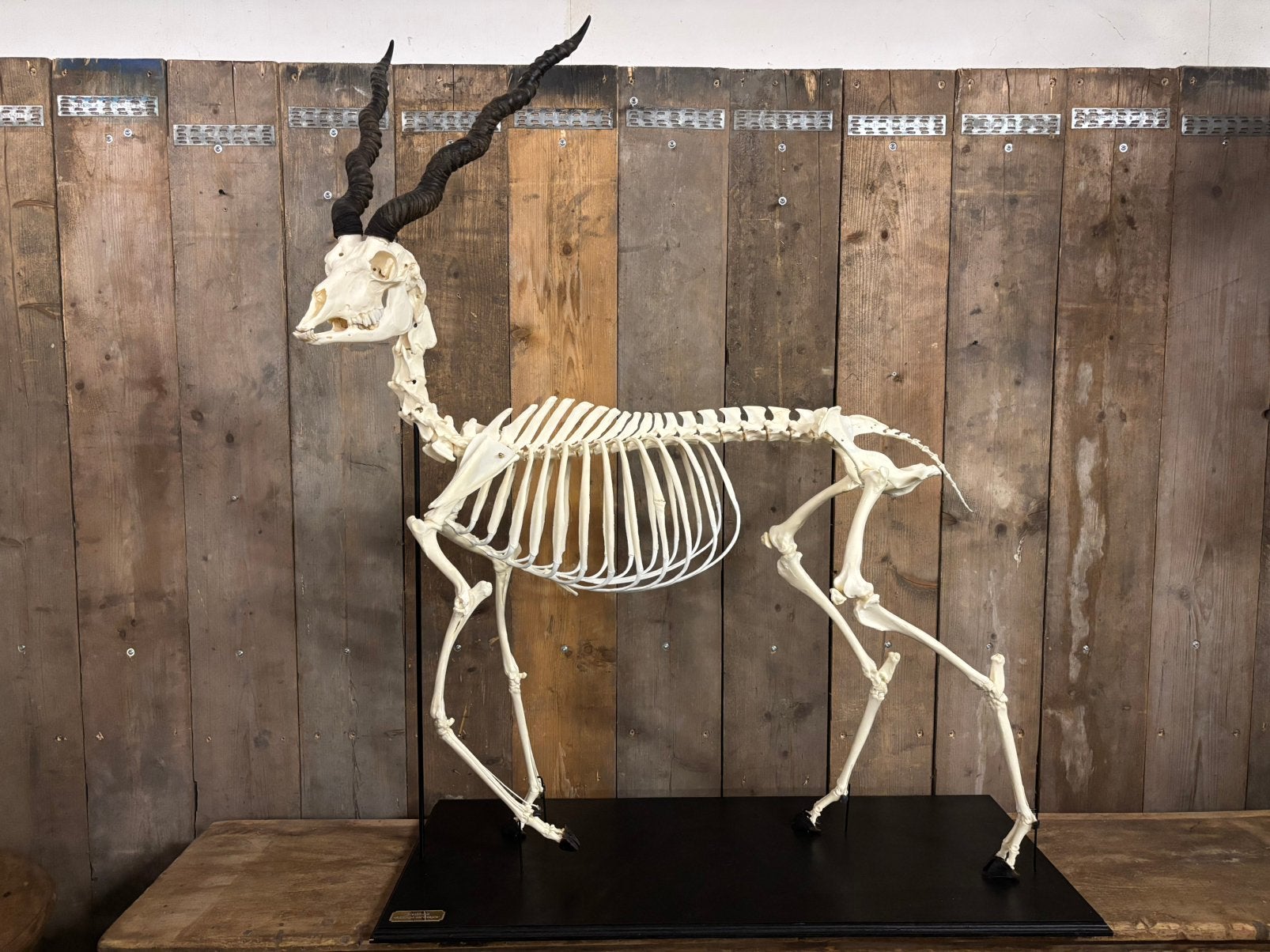 Mooi Blackbuck (Indische Antilope) skelet!, Ophalen, Nieuw, Wild dier, Schedel