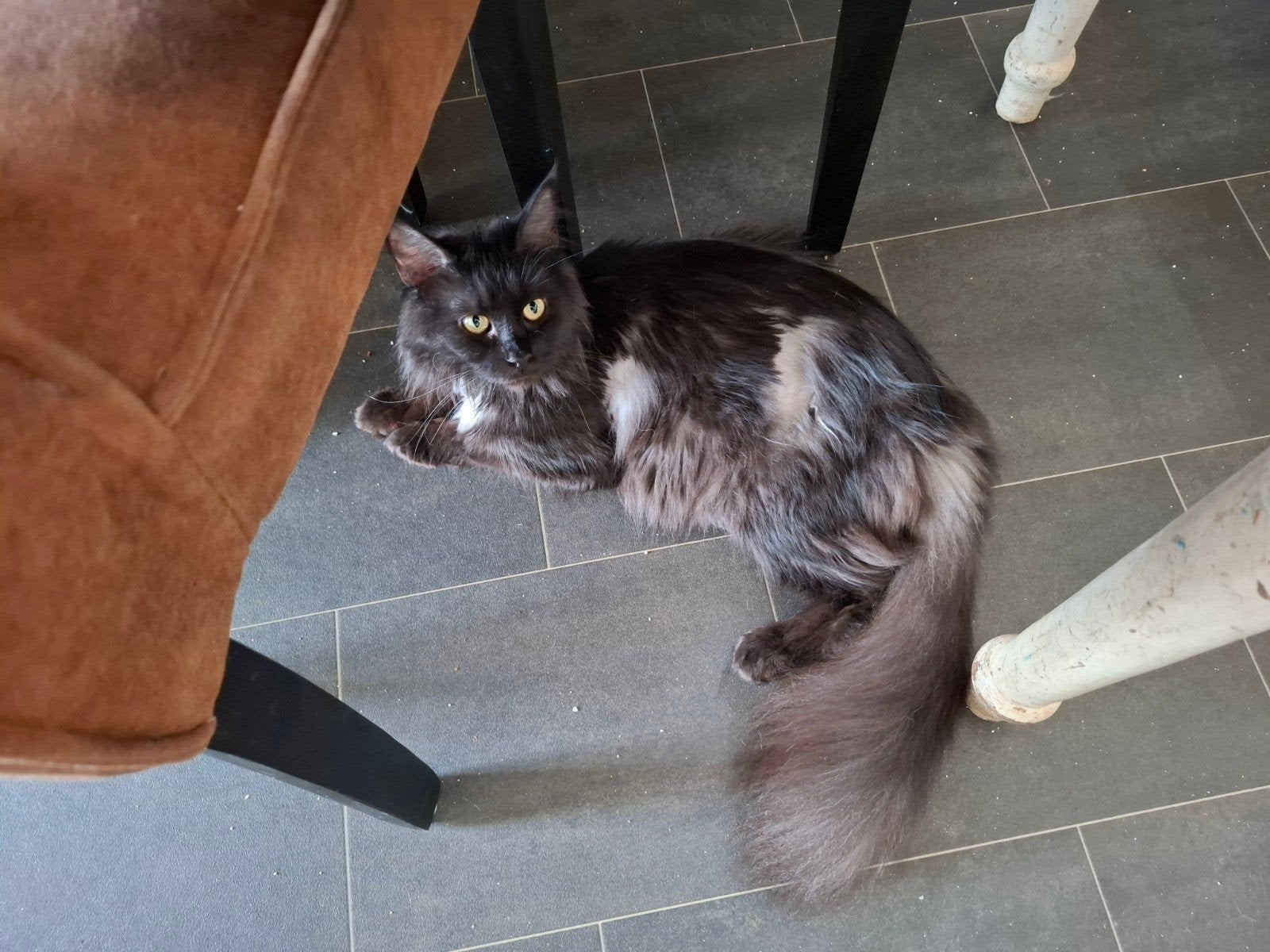 2 maine coons mogelijk dragend, Poes, Gechipt