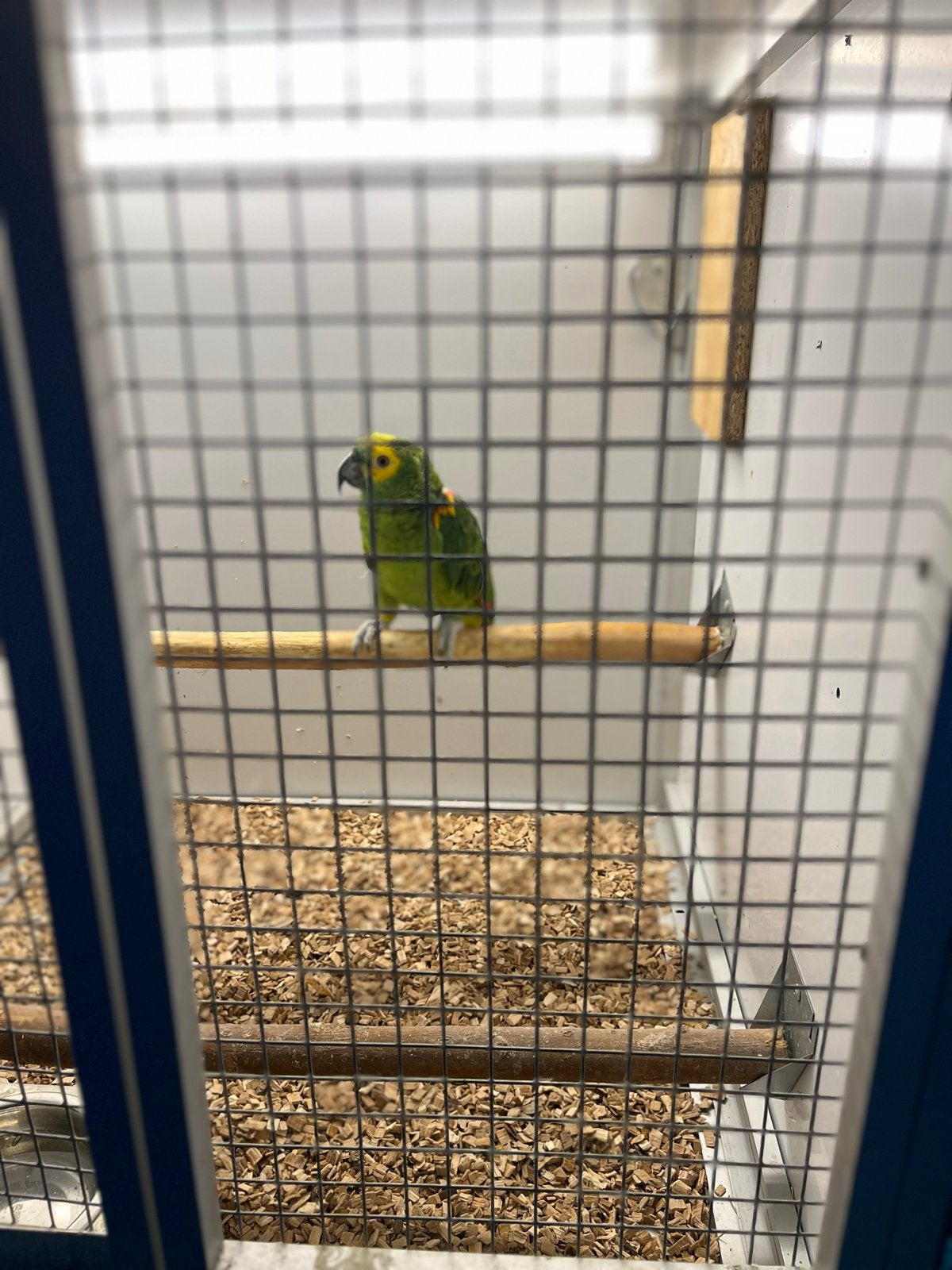 Tekoop blauw voorhoofd Amazone (man), Dieren en Toebehoren, Vogels | Overige Vogels, Mannelijk