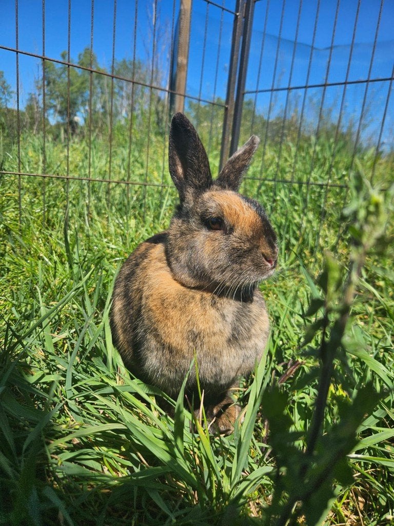 Daisy zoekt een huisje!, Dieren en Toebehoren, Vrouwelijk, Klein, 6 tot 8 jaar