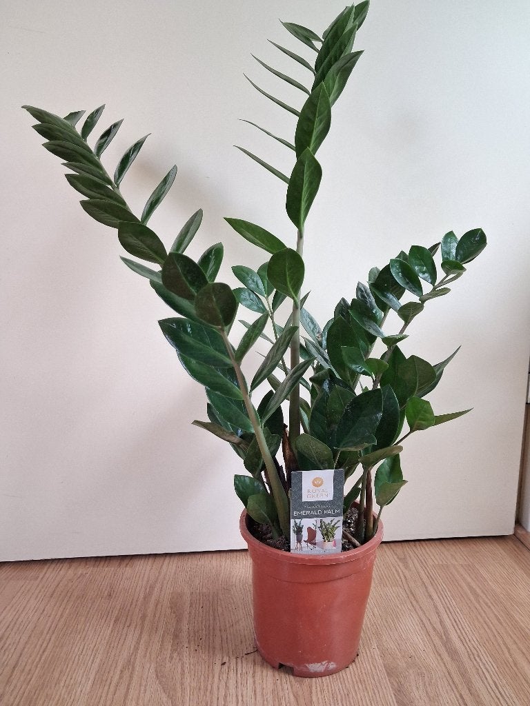 Zamioculcas Zamiifolia - ZZ-plant / Emerald Palm / Kamerpalm, Huis en Inrichting, Kamerplanten, Ophalen, Vetplant, Halfschaduw