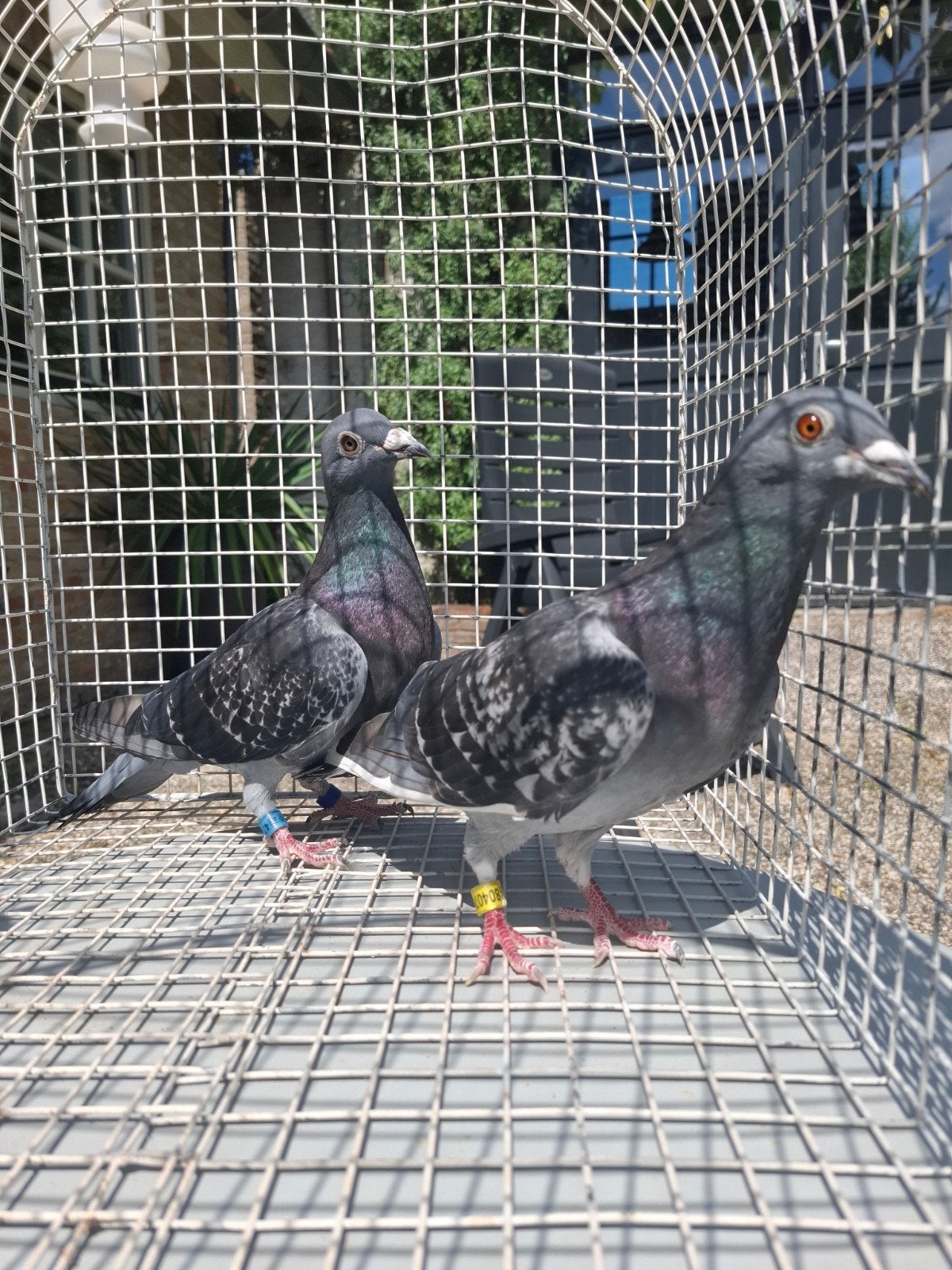 duivin postduif, Meerdere dieren, Postduif