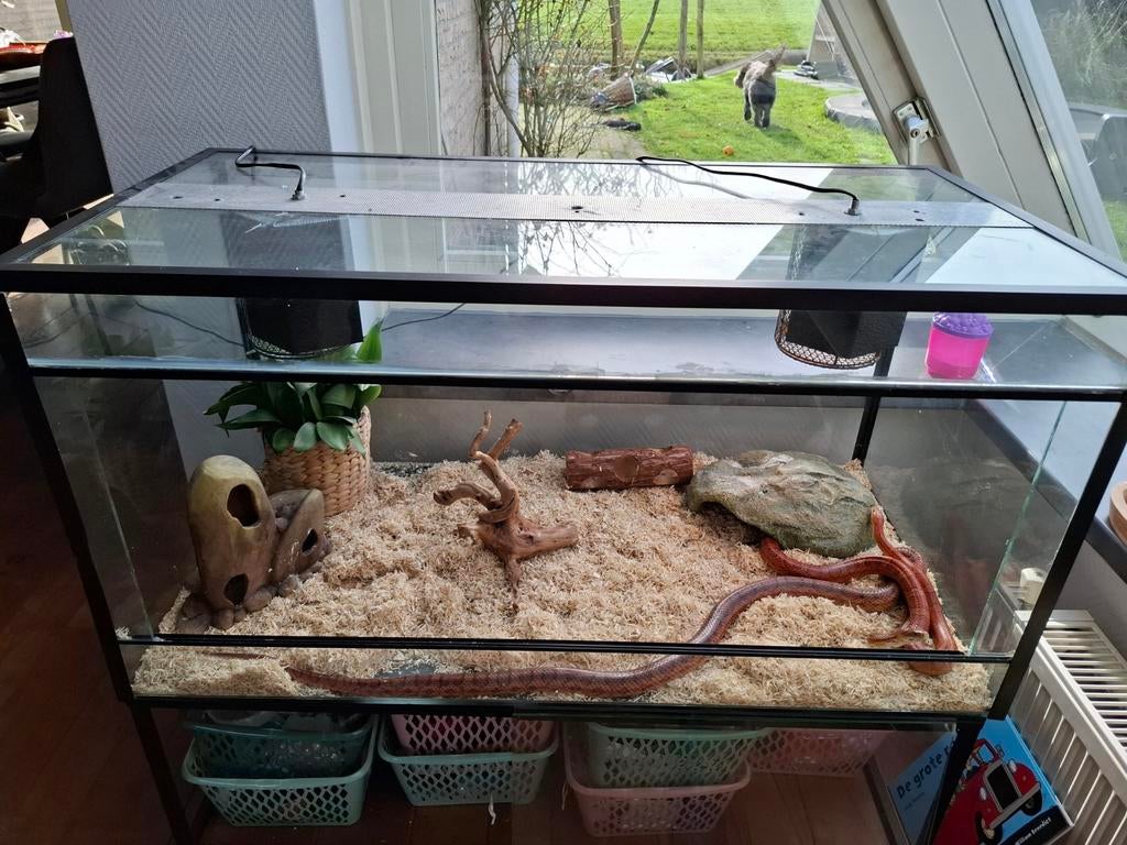 Terrarium met 2 rattenslangen, Dieren en Toebehoren, Slang, Met terrarium, 7 tot 10 jaar
