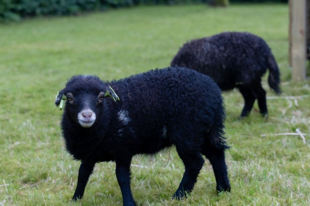 Jonge Ouessant schaap ooien | Verschillende kleuren, Vrouwelijk, Schaap, 0 tot 2 jaar