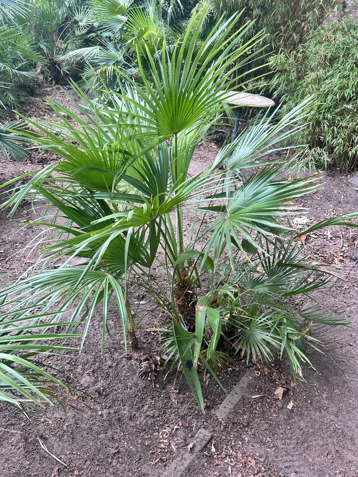 Europese Dwergpalm (Chamaerops humilis), Volle zon, Vaste plant, Bloeit niet, Ophalen