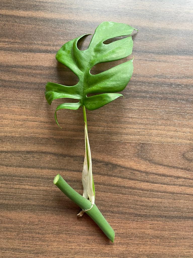 Stek monstera minima / Rhaphidophora tetrasperma, Huis en Inrichting, Kamerplanten, Groene kamerplant, Ophalen, Halfschaduw, Minder dan 100 cm