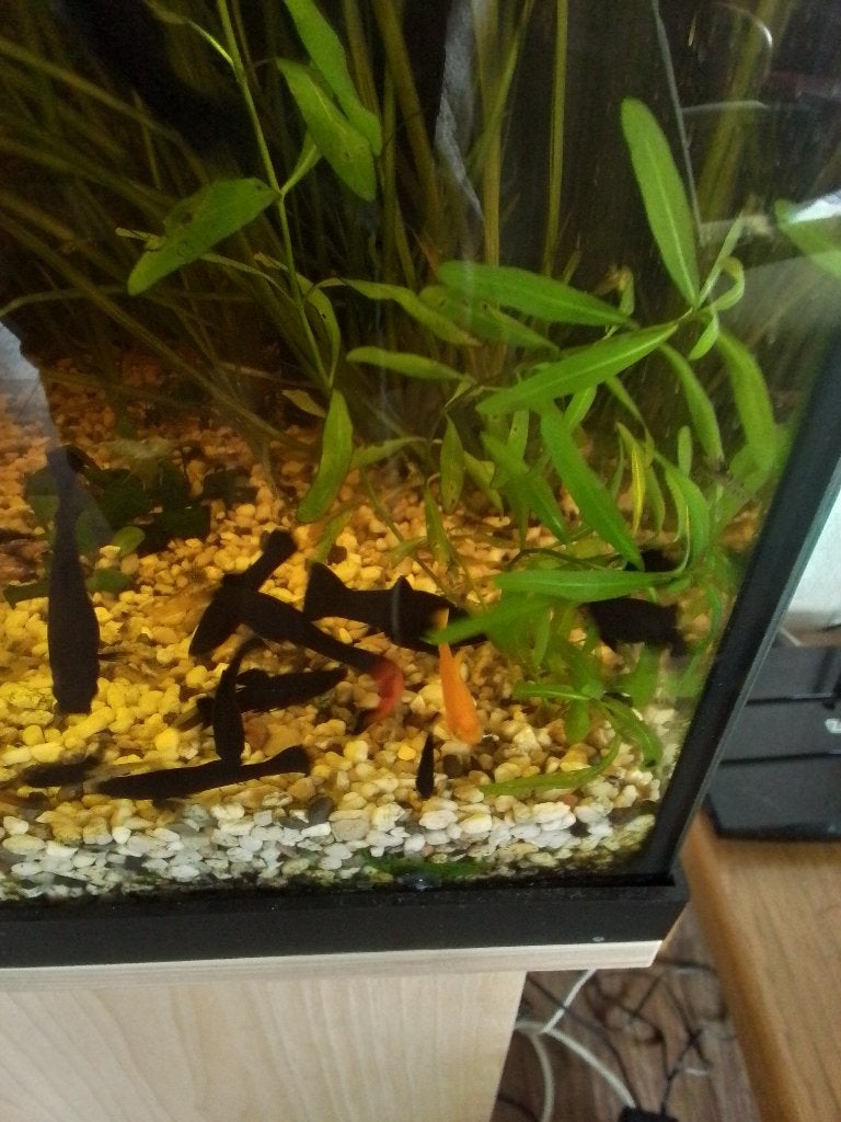 Black Molly's, Vis, Zoetwatervis, Schoolvis