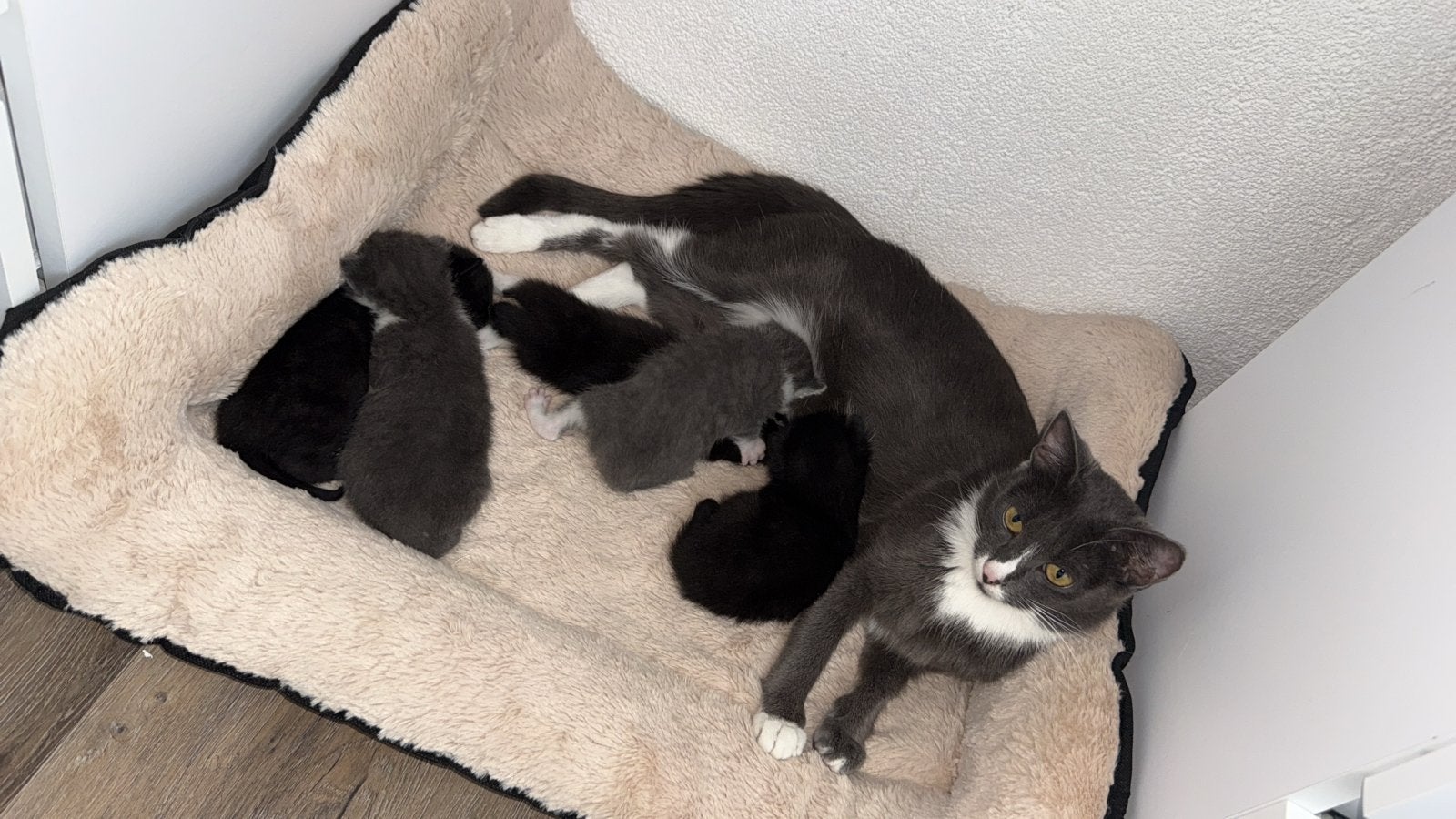 1 maand oude kittens mogen pas met 7 -8 weken weg, Dieren en Toebehoren