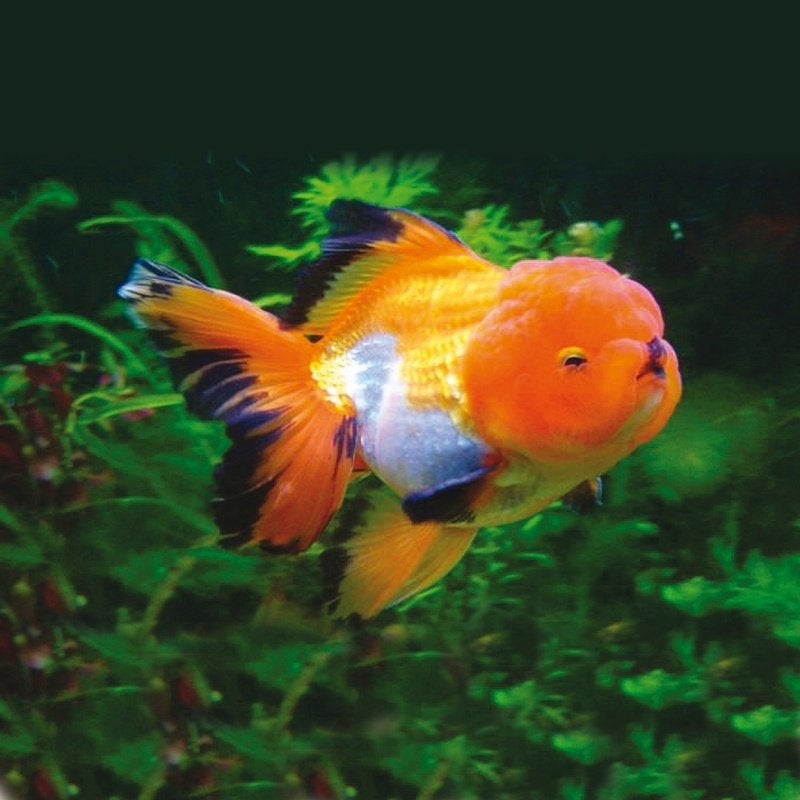 Leeuwenkop Oranda Verschillende soorten, Dieren en Toebehoren, Vissen | Aquariumvissen, Vis, Zoetwatervis
