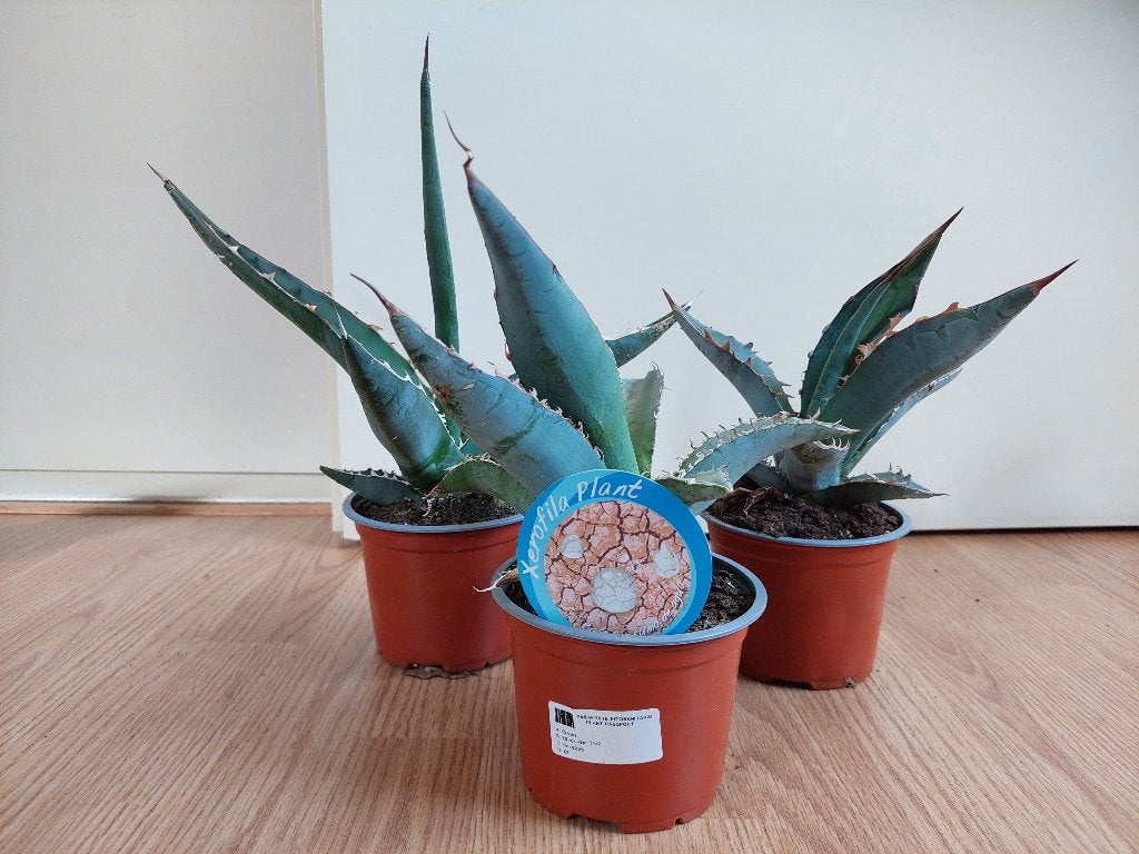 Mini Agave - Honderdjarige Aloë/Maguey/Eeuwplant H: 28-35 cm, Huis en Inrichting, Ophalen, Vetplant, Minder dan 100 cm, Volle zon