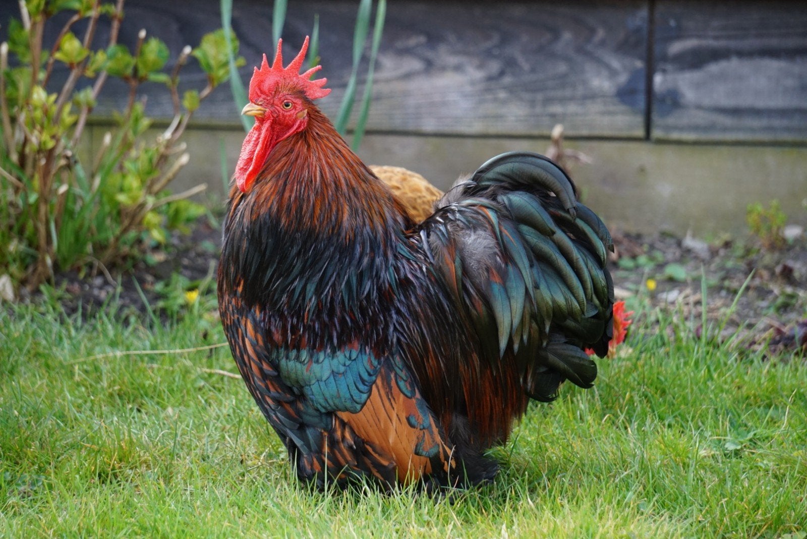Gezocht: Cochin kriel haan, Dieren en Toebehoren, Pluimvee, Mannelijk, Kip