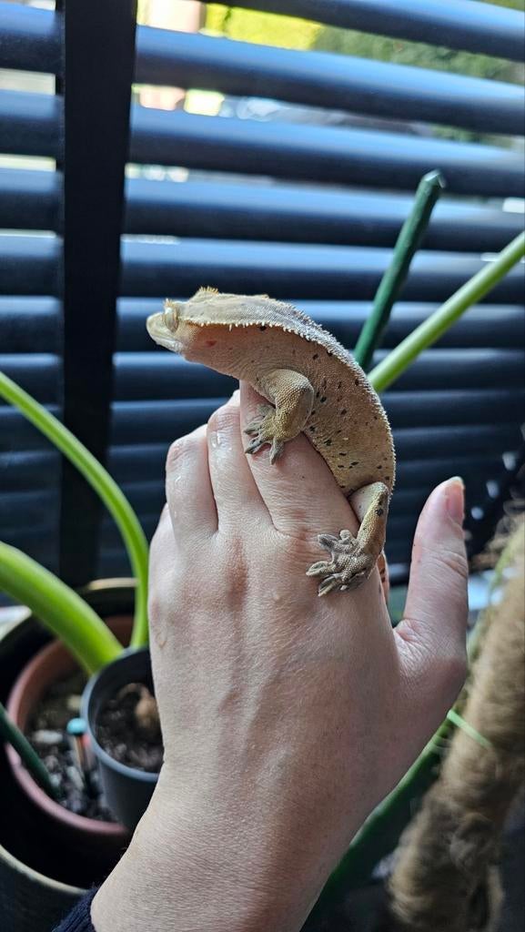Wimpergekko man confetti flame, Dieren en Toebehoren, Hagedis, Tam, 0 tot 2 jaar