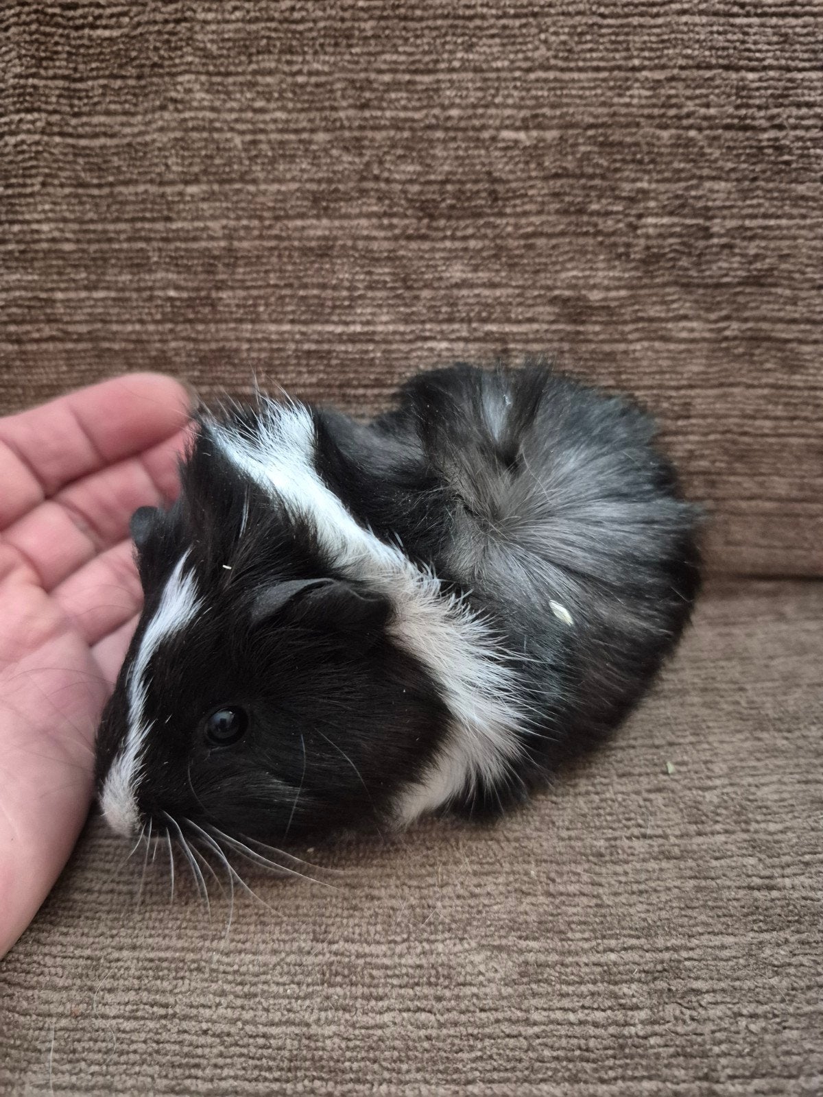 jonge beerjes 29-5-2026, Dieren en Toebehoren, Knaagdieren, Cavia, Mannelijk, Mei, Tam