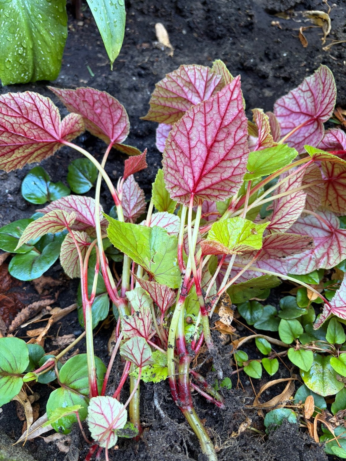 6x voor 10€. Winterharde Begonia Grandis. Met gratis stekken, Ophalen, Overige soorten, Volle zon