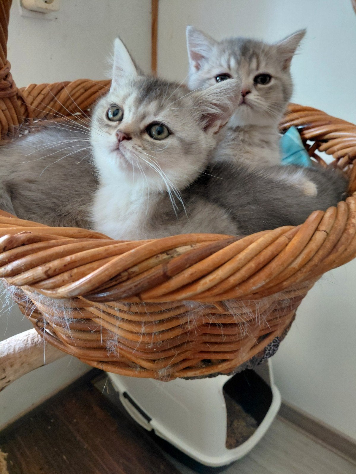 prachtig nestje raszuivere britse korthaar kittens, Meerdere dieren, Ontwormd