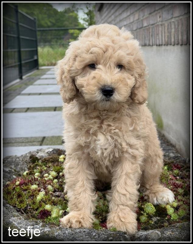 Labradoodle F4 medium pups. Mogen het nest verlaten., Dieren en Toebehoren, Honden | Retrievers, Spaniëls en Waterhonden, Meerdere dieren