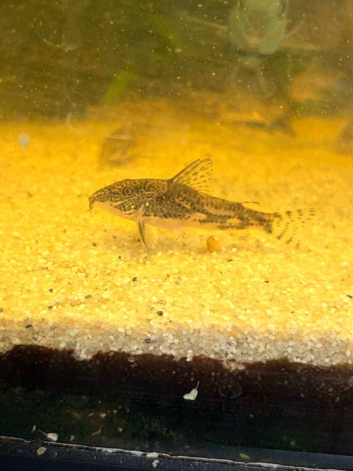Corydora Barbatus, Vis