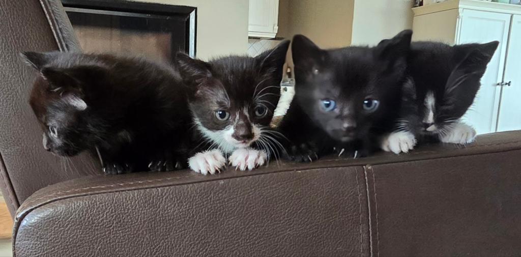 Schattige kittens, Dieren en Toebehoren, Katten en Kittens | Overige Katten, Meerdere dieren