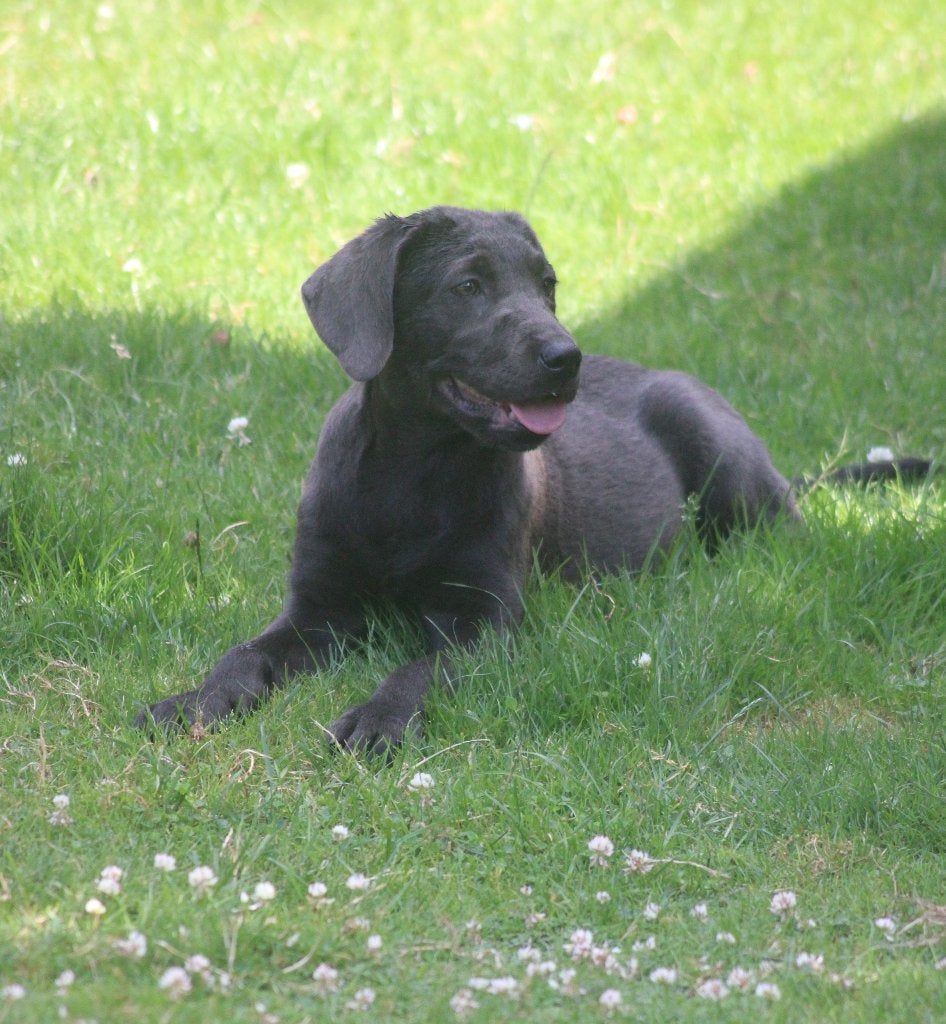 Geweldig mooie Labrador pups,Champagne en Charcoal, 8 tot 15 weken, Labrador retriever, Meerdere, Meerdere dieren