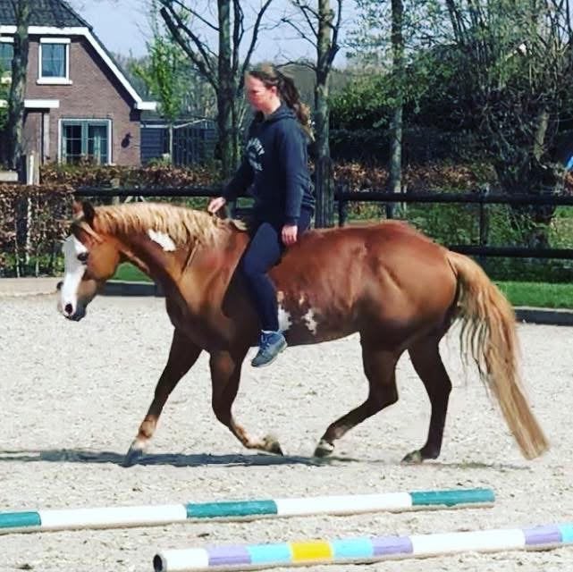 Aangeboden vrijwillige Coaching voor paard en/of eigenaar, Ruiter of Bijrijder