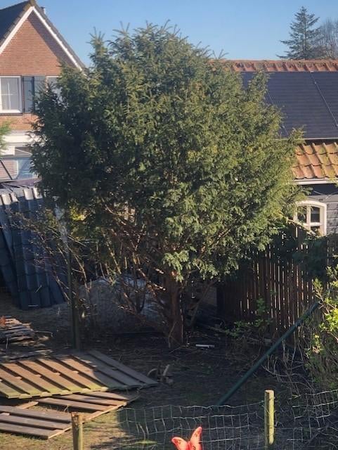Prachtige Solitaire Taxus (ca. 5 meter hoog), Tuin en Terras, Planten | Bomen, Ophalen, Bloeit niet, Halfschaduw, Zuilboom