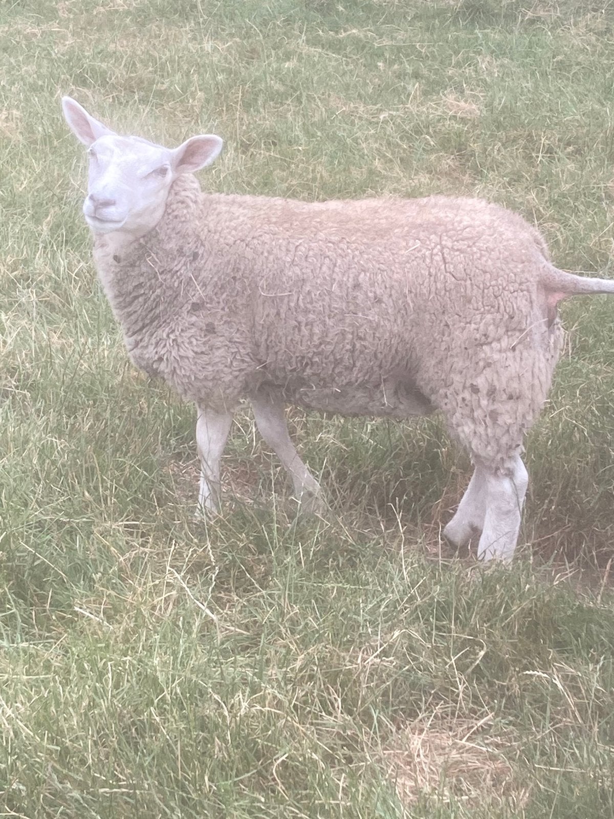 Texelaar/swifter lammeren, Dieren en Toebehoren, Meerdere dieren, Schaap