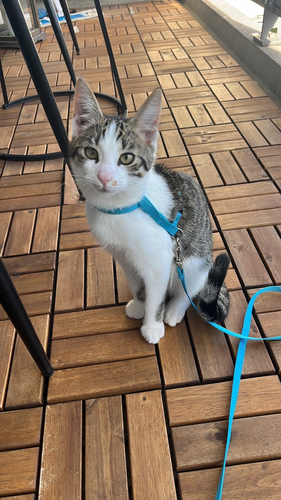 Kitten, Kater, Kortharig, 0 tot 2 jaar