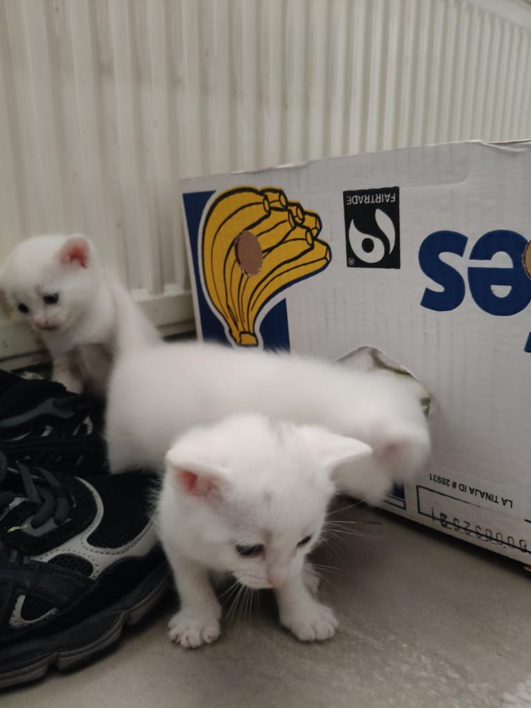 Kittens, Meerdere dieren