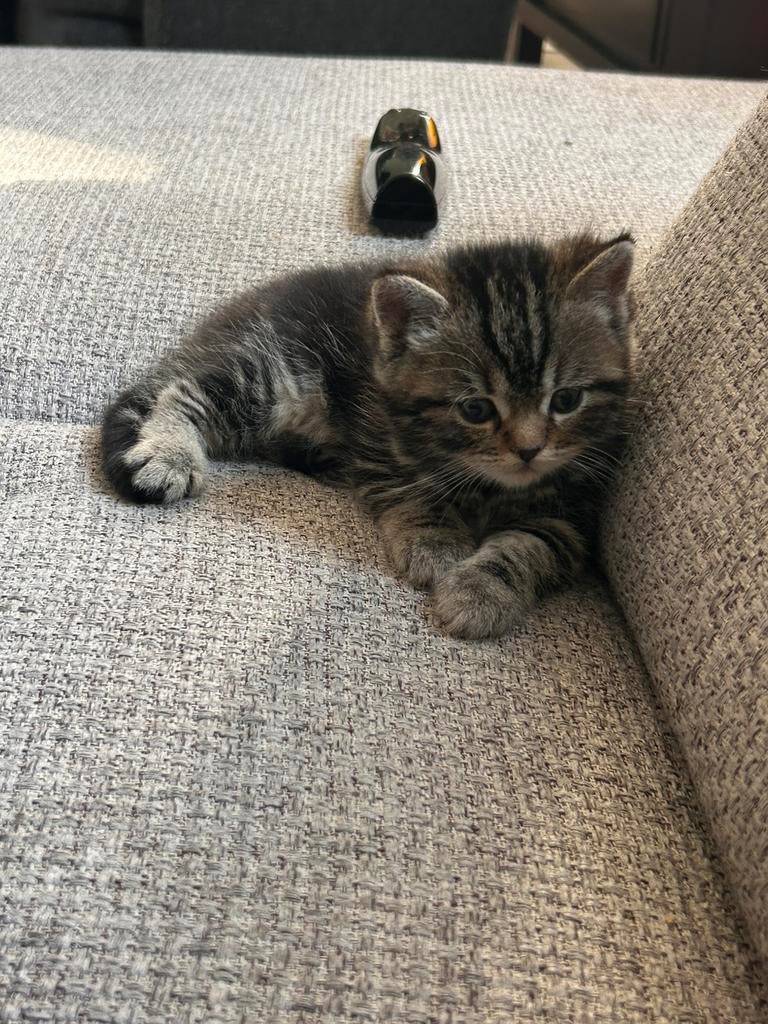 Nog 1kitten te koop!, Dieren en Toebehoren, Poes