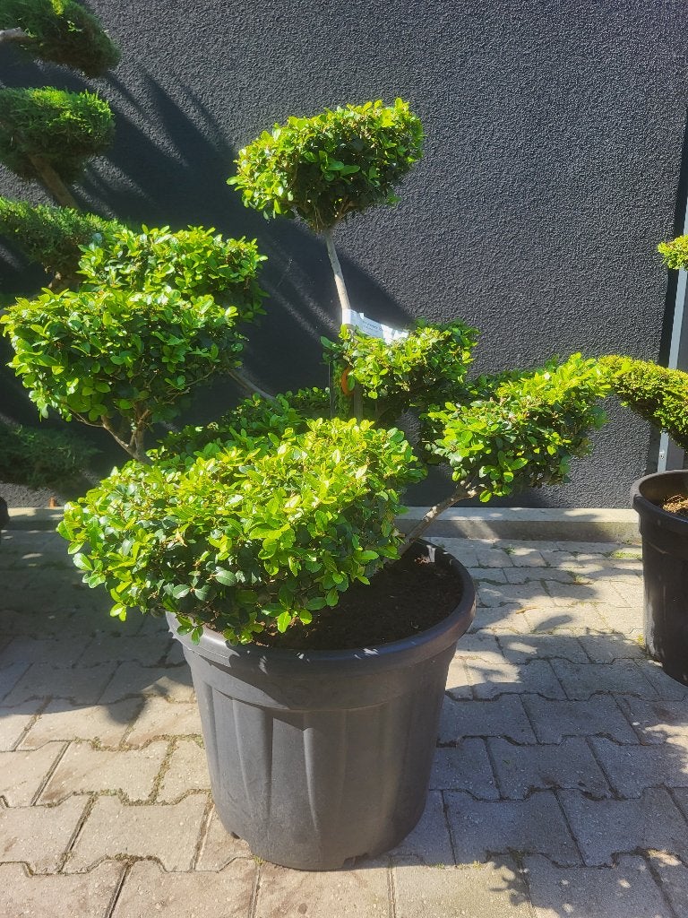 Ilex crenata"Green Lustre"bonsai, Tuin en Terras, Volle zon, Vaste plant, Bloeit niet, Ophalen