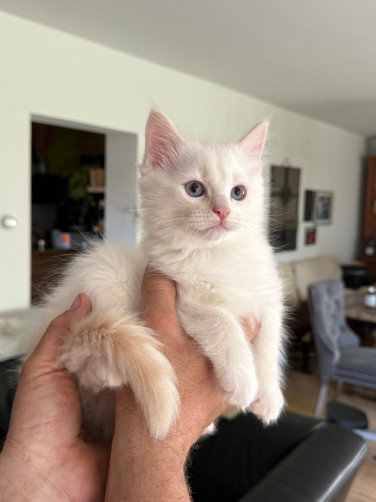 Ragdoll kittens, Meerdere dieren, 0 tot 2 jaar