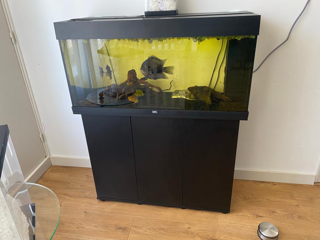 Compleet Juwel Rio 180 aquarium met vissen en meubel, Dieren en Toebehoren, Ophalen, Inclusief vissen, Juwel, Gevuld zoetwateraquarium