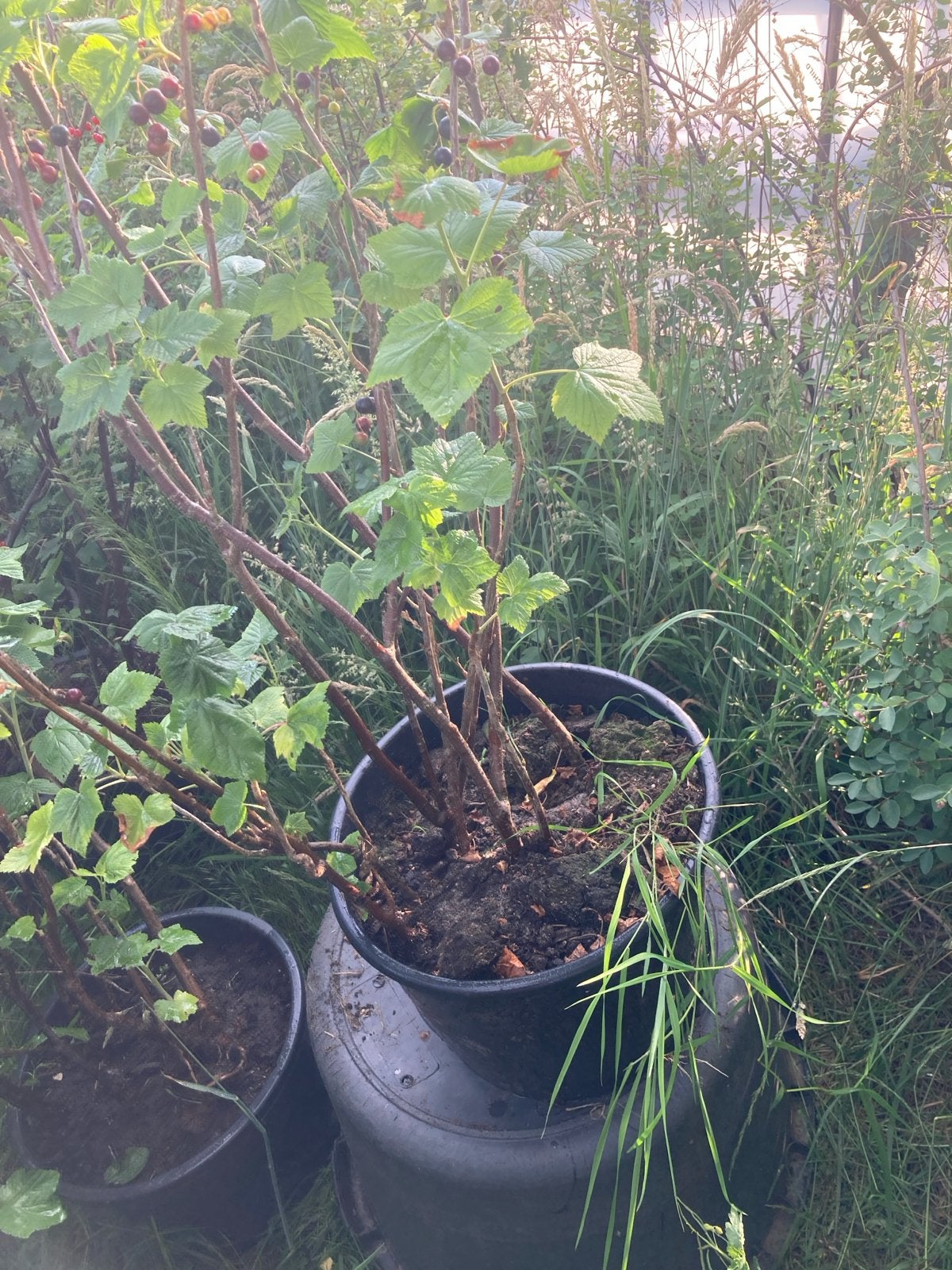 Biologische Rode of Zwarte Bes in Grote Pot - Nu Oogsten!, Ophalen, Lente, Overige soorten, Volle zon