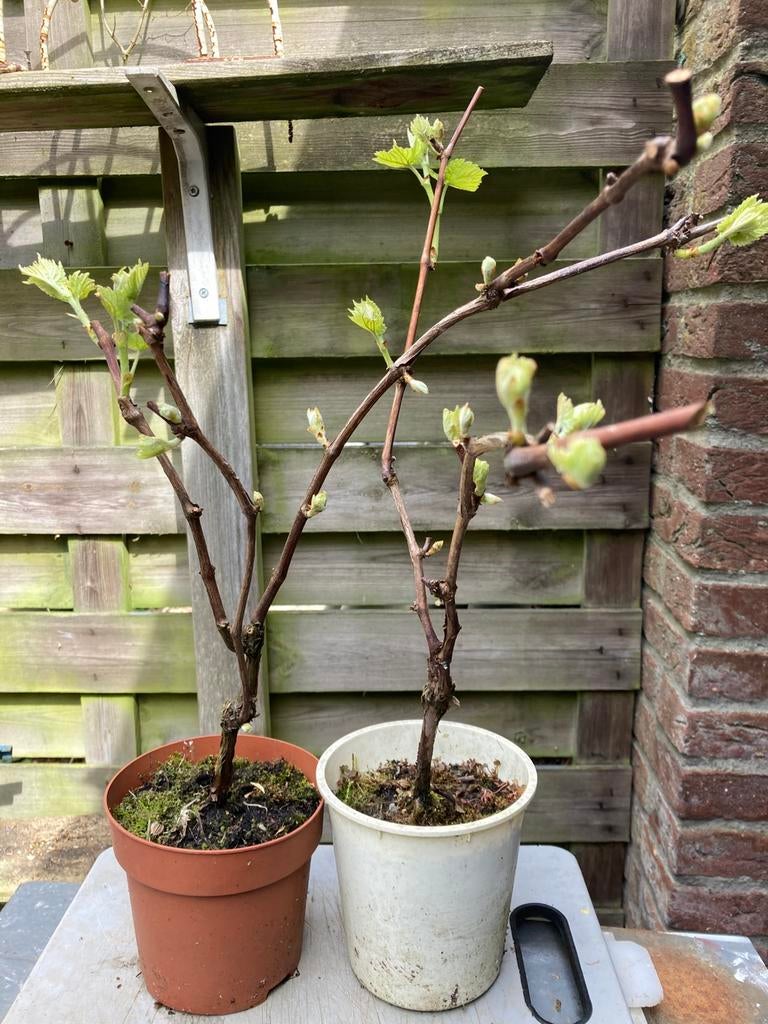Blauwe druivenplant pitloos, Overige soorten, Minder dan 100 cm, Zomer, Ophalen