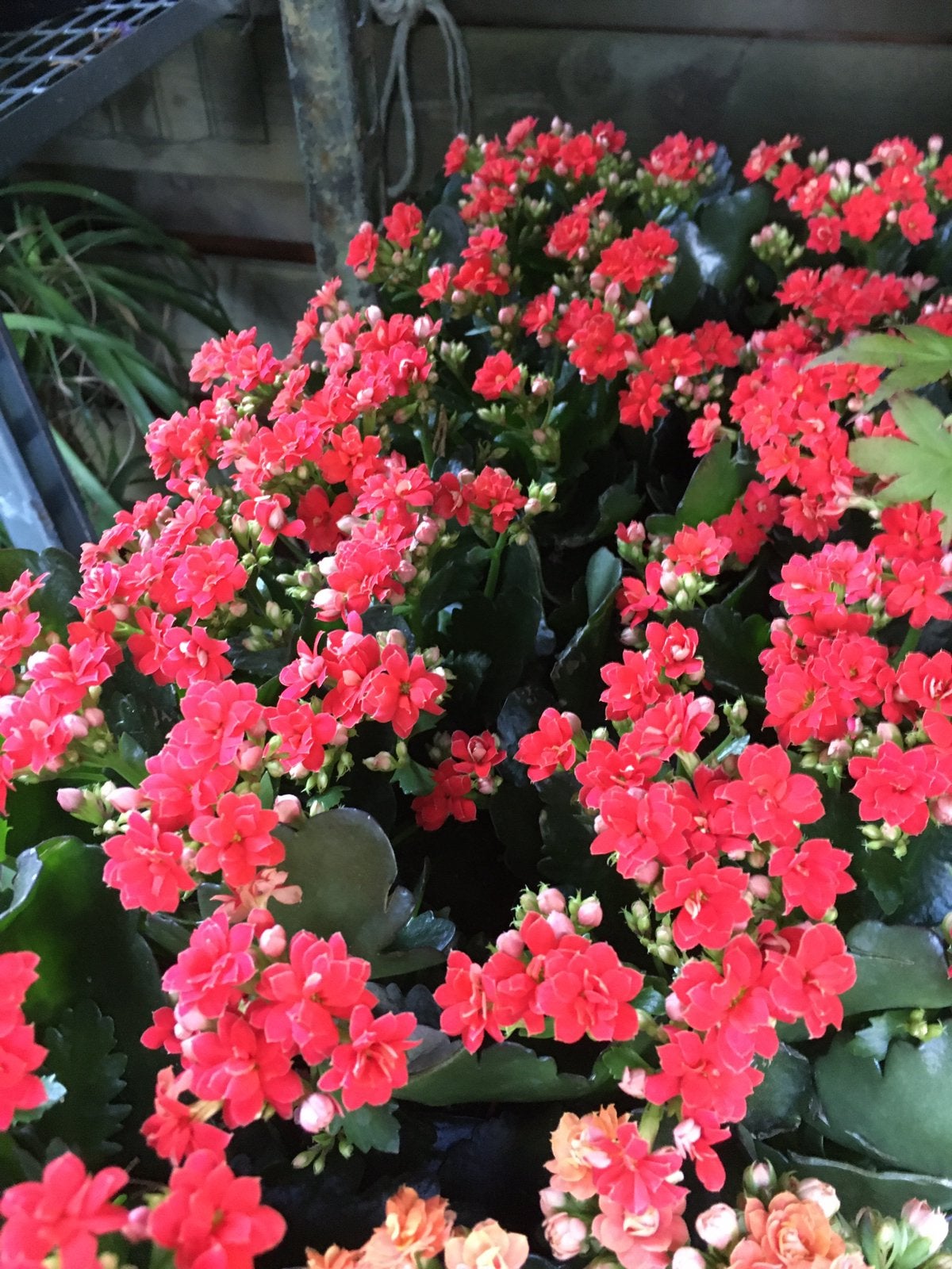 Kalanchoe vers van de veiling 40x, Huis en Inrichting, Kamerplanten, Ophalen, Halfschaduw, Minder dan 100 cm
