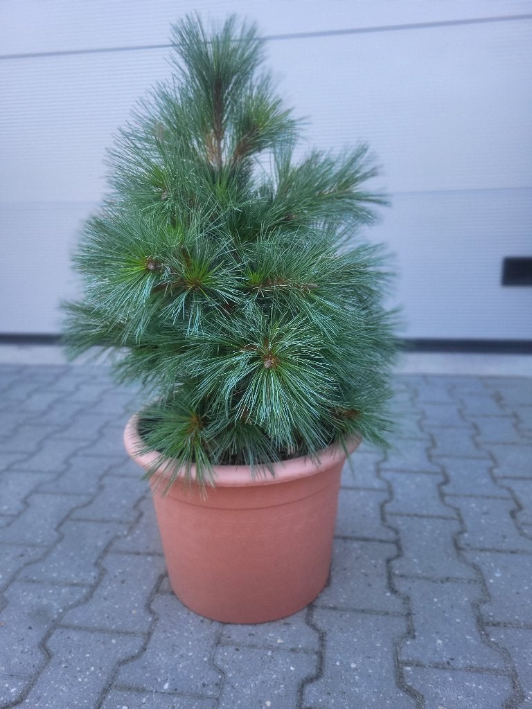 Pinus strobus Secrest, Tuin en Terras, Planten | Bomen, Bloeit niet, Overige soorten, Minder dan 100 cm, Ophalen