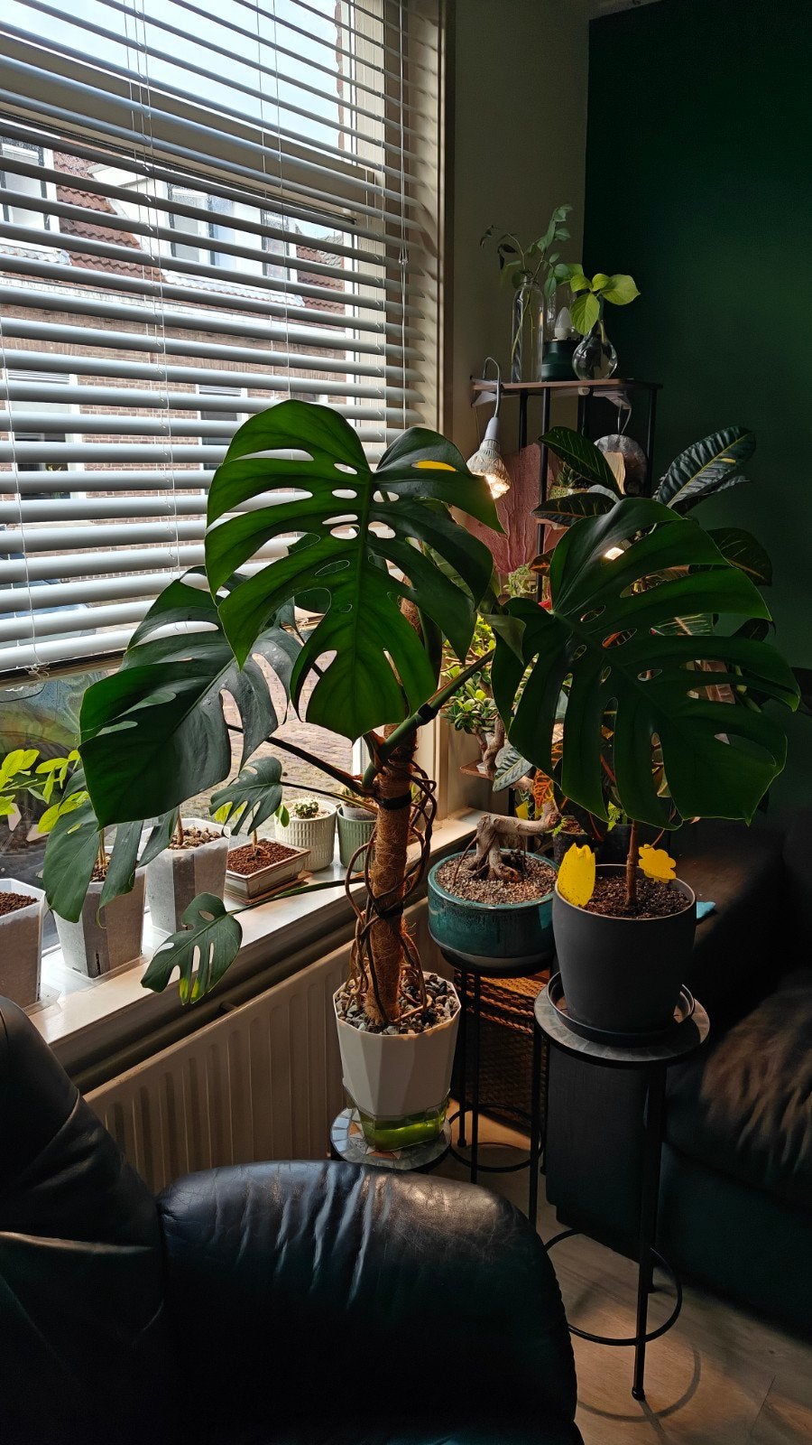 Grote Monstera Deliciosa semi hydro, Vaste plant, Bloeit niet, Halfschaduw, Ophalen