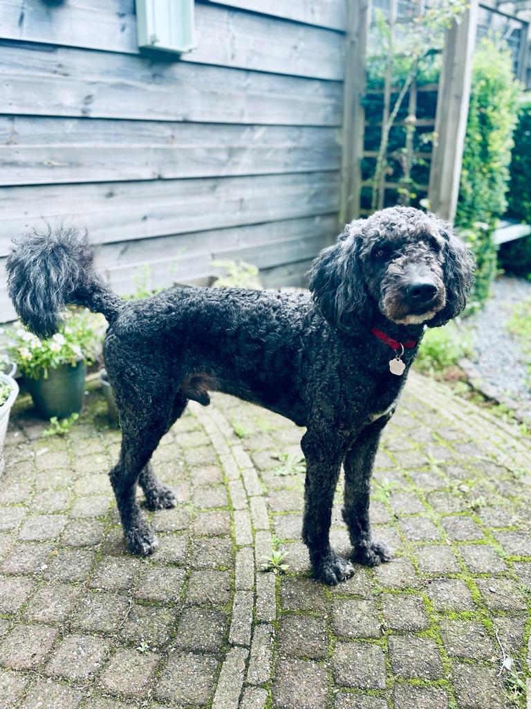 Labradoodle dekreu F4 zwart/wit groot, Dieren en Toebehoren, Parvo, Reu, Eén hond, 3 tot 5 jaar