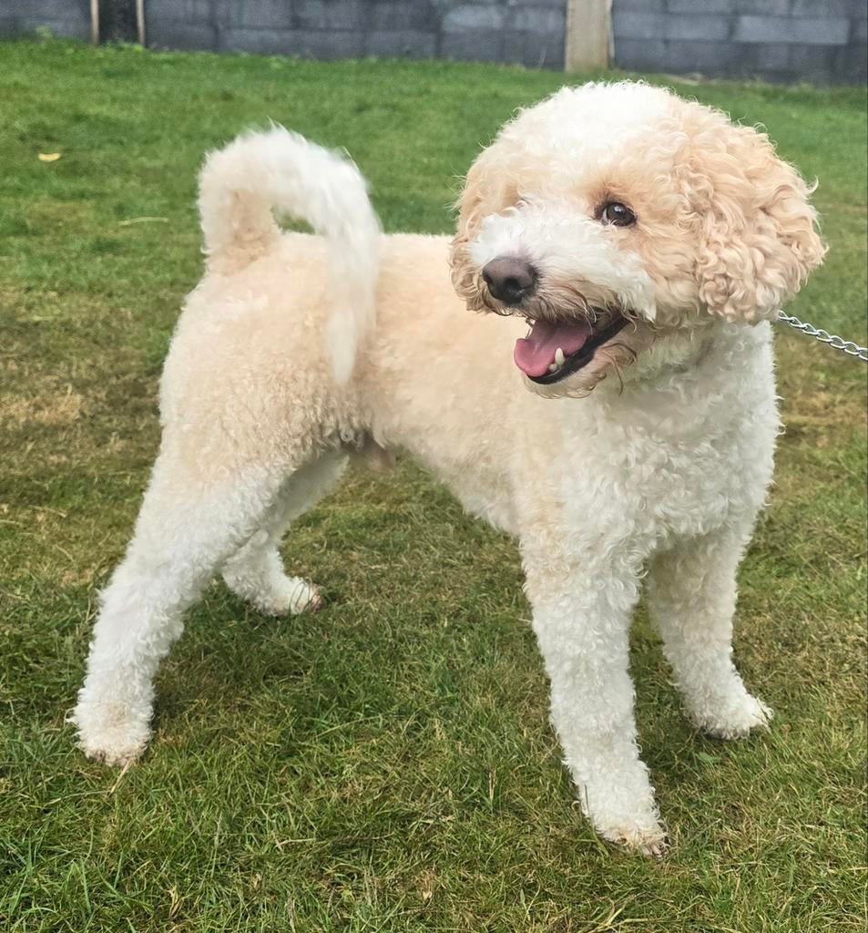 Dekreu maltipoo multigen, Parvo, Reu, Eén hond, 3 tot 5 jaar