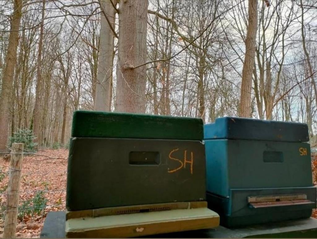Bijenvolken te koop – Simplex/Carnica, Ophalen of Verzenden