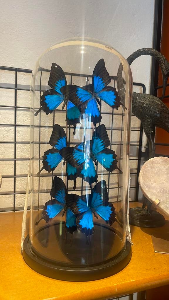 Papilio ulysses Vlinders in Stolp, Huis en Inrichting, Woonaccessoires | Stolpen, B, B, Ophalen of Verzenden, Zo goed als nieuw