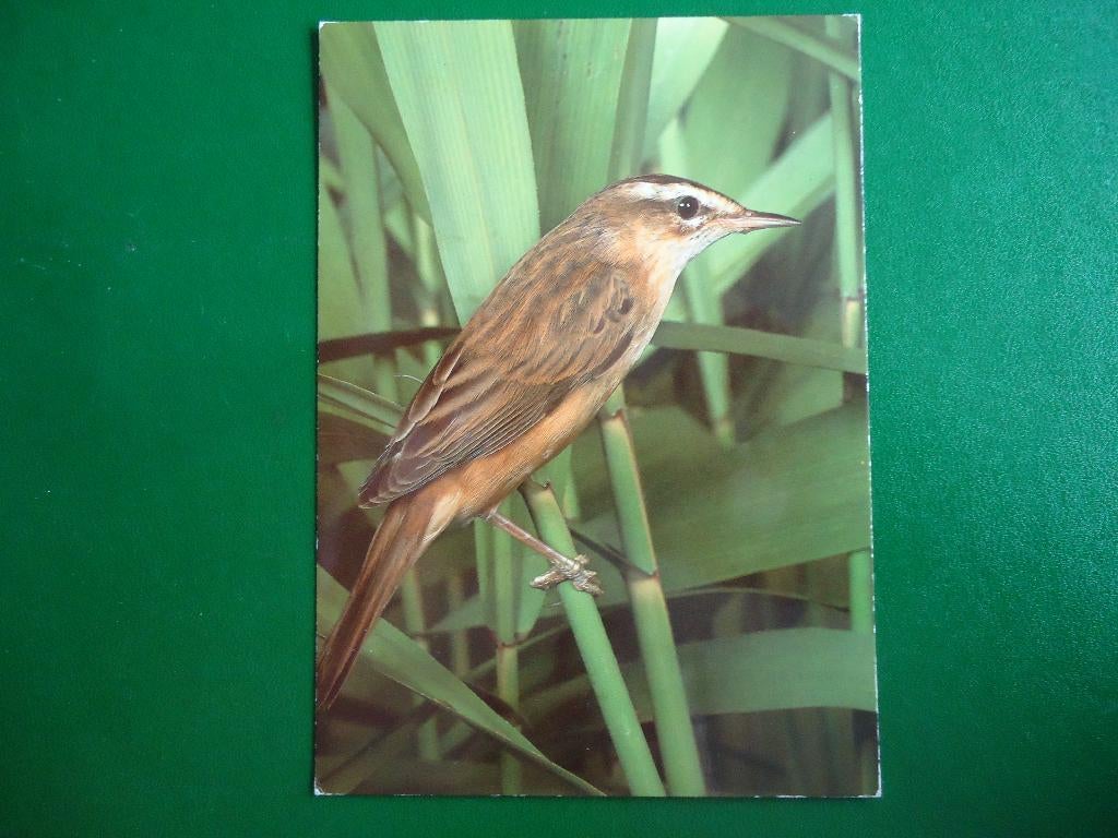 (09) Dierenkaart: VOGEL, Ophalen of Verzenden, 1980 tot heden, Gelopen, Vogel