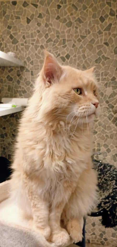 Maine Coon Dekkater, Kater, Ingeënt, 6 jaar of ouder
