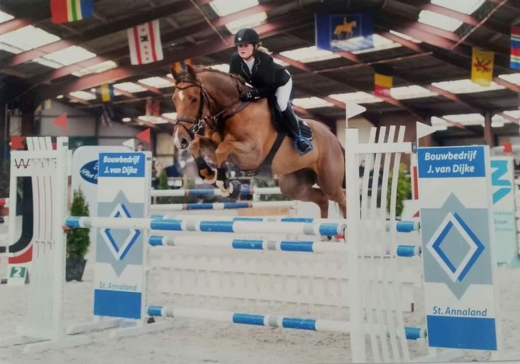 Gio een Allround / KWPN Springpaard, Dieren en Toebehoren, Paarden, Springpaard, Met stamboom, Ruin, M