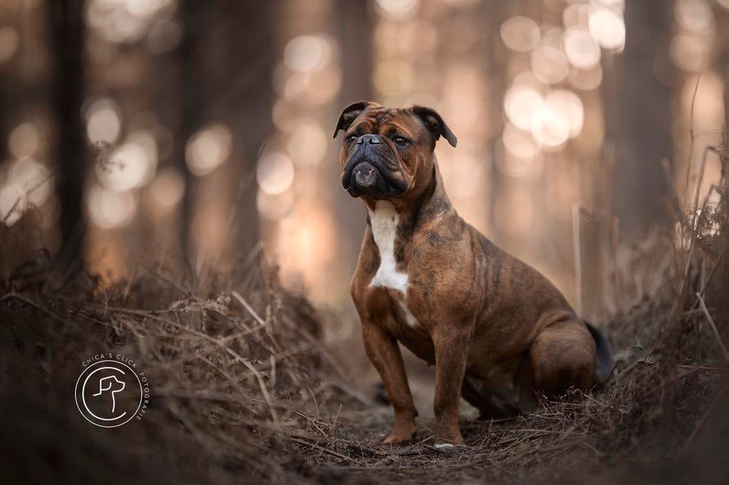 Continental Bulldog kennel  (GEZOND!!!!), Dieren en Toebehoren, Honden | Bulldogs, Pinschers en Molossers, Nederland, 8 tot 15 weken