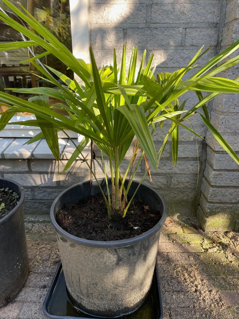 Trachycarepts Fortunei winterharde palmboom Cordyline, Tuin en Terras, Planten | Bomen, Volle zon, Ophalen of Verzenden, Minder dan 100 cm