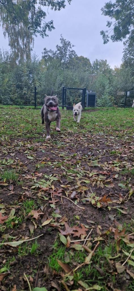 Amerikaanse staffordshire teefje zoekt dekreu, Teef, Parvo, Eén hond, 3 tot 5 jaar