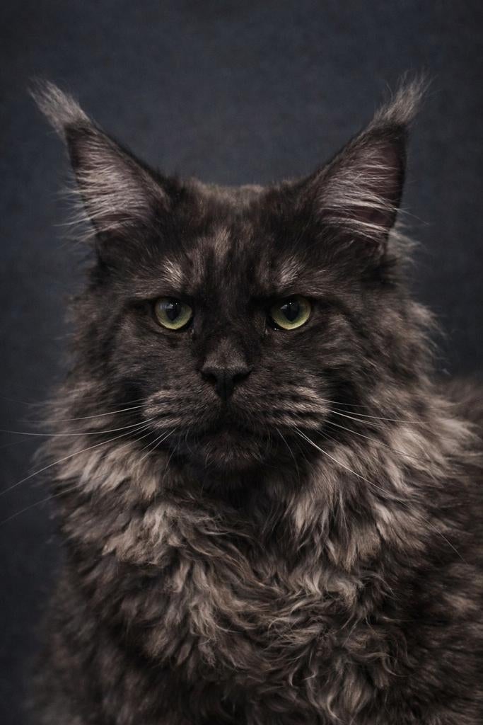DEKKATER! Maine coon uit Rusland. Black smoke.