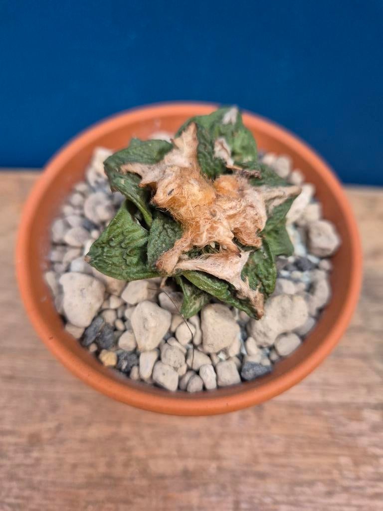 Ariocarpus fissuratus p7, Ophalen of Verzenden, Halfschaduw, Minder dan 100 cm