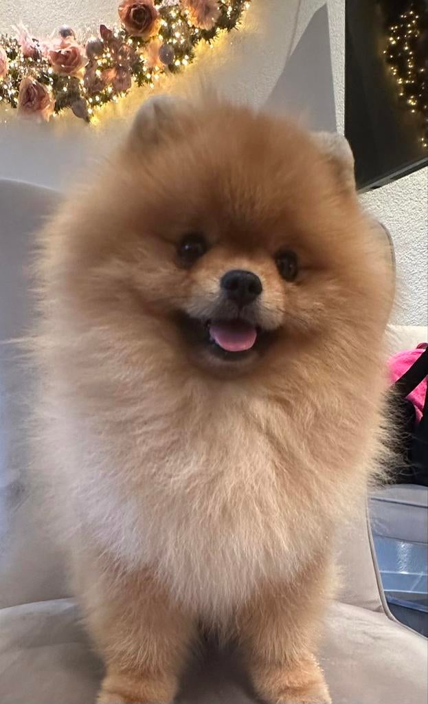 FCI dwergkees dekreutje Sjefke mag op date. *NIET TE KOOP*, Keeshond, Reu, 1 tot 2 jaar, Parvo